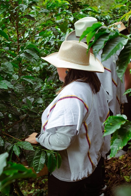 Una giornata di raccolta del caffè nella fattoria colombiana