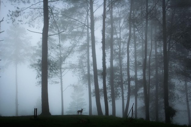 Una giornata nebbiosa nella foresta