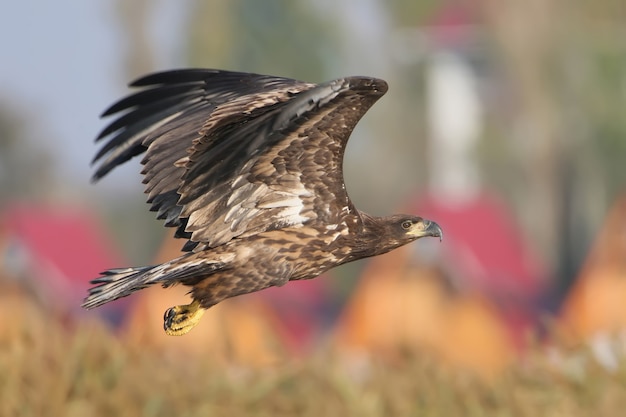 Una giovane aquila di mare in volo