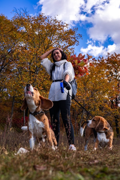 Una giovane bella ragazza cammina nella foresta autunnale con due cani beagle attivi