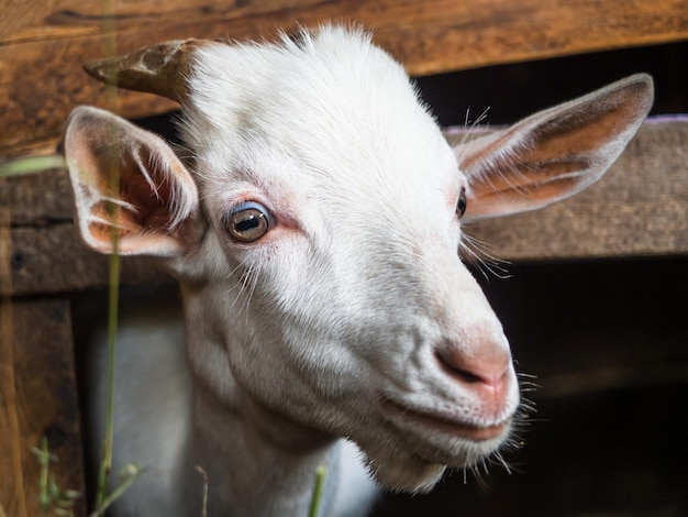 Una giovane capra bianca in un recinto mangia il fieno