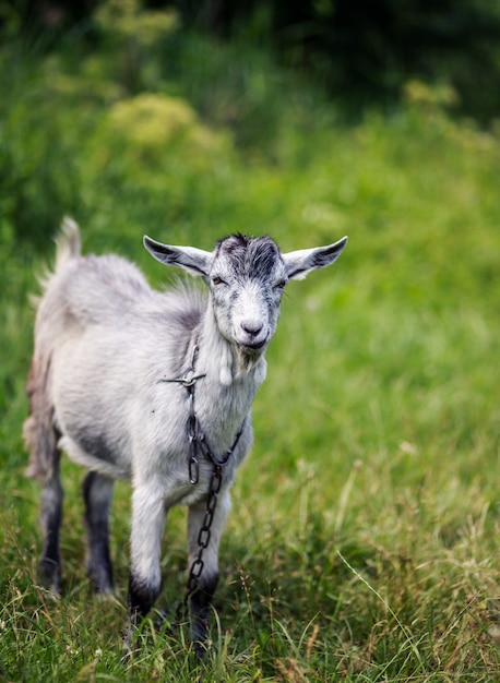 Una giovane capra pascola in un prato