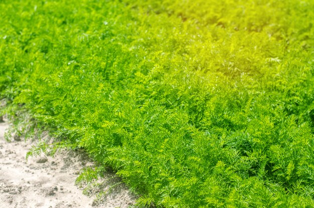 Una giovane carota cresce nel terreno