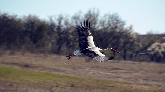 Una giovane cicogna che vola vicino al lago nella natura selvaggia