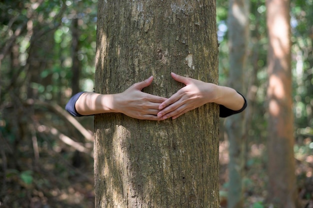 Una giovane donna che abbraccia un grande albero nel bosco, ambiente e concetto di conservazione