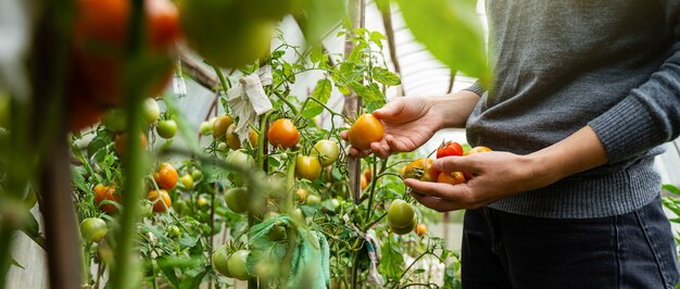 Una giovane donna in un maglione grigio raccoglie i pomodori in una serra. Raccolta di verdure concetto