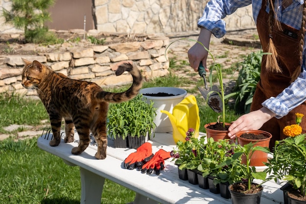 Una giovane donna sta piantando una piantina di un alberello di mais in un vaso con un gatto Una donna lavora con i fiori in giardino Alberello di mais Il gatto cammina nel giardino