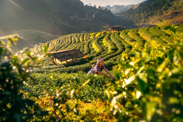 Una giovane donna sta raccogliendo le foglie di tè al mattino in una piantagione di tè a Chiang Mai, Thailandia.