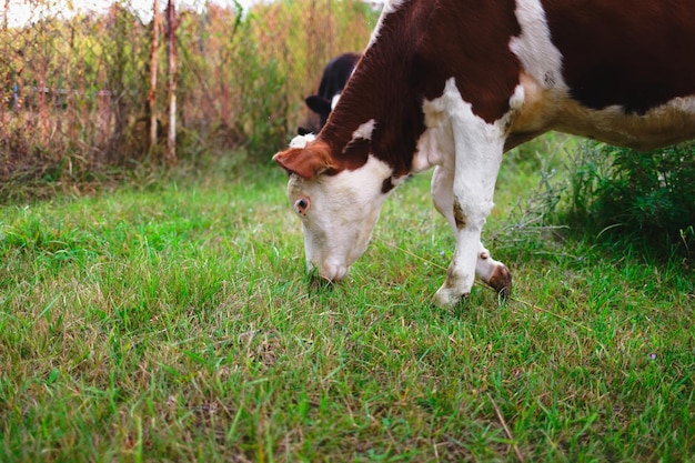 Una giovane mucca pascola su un prato verde Allevamento di bovini in una fattoria