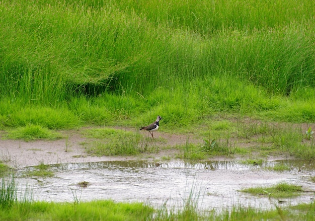 Una giovane pavoncella (Vanellus vanellus) cammina attraverso la palude in una soleggiata mattina autunnale.