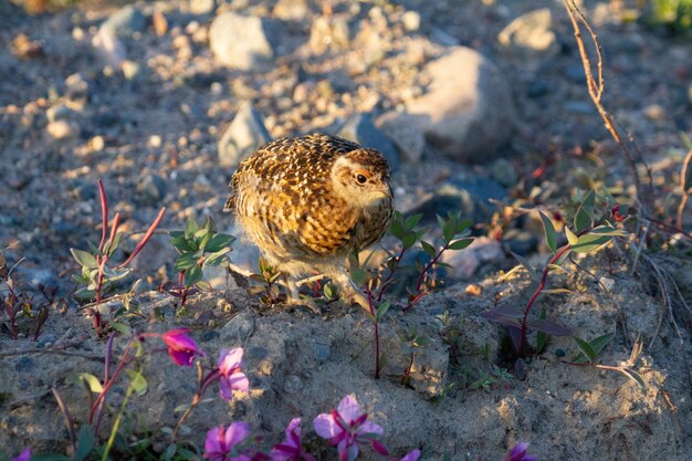 Una giovane pernice bianca o gallo cedrone mentre si trova tra le rocce nella tundra artica canadese. Vicino Arviat