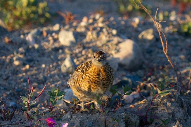 Una giovane pernice bianca o gallo cedrone mentre si trova tra le rocce nella tundra artica canadese.