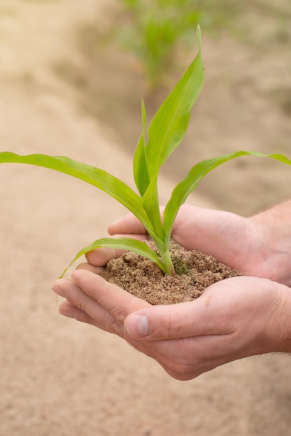 Una giovane pianta di mais nelle mani sullo sfondo di un campo agricoloEarth Day Concept