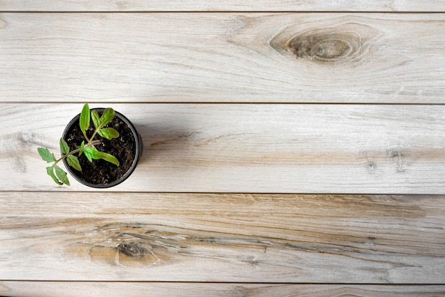 Una giovane piantina di pomodoro in una pentola su uno sfondo di legno. piatto. concetto di agricoltura. Copyspace.