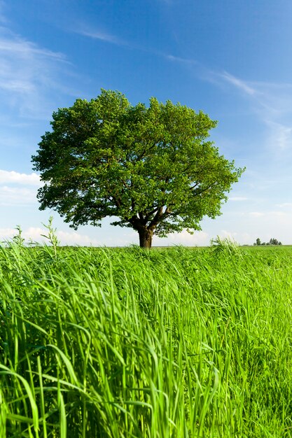 Una giovane quercia alta contro un cielo blu e l'erba verde su un prato