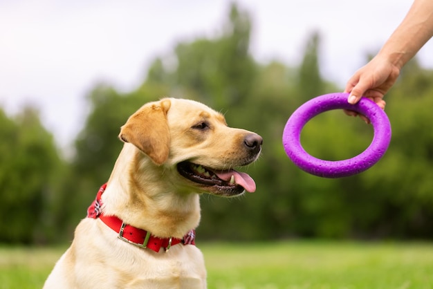 Una giovane ragazza gioca con un anello giocattolo con un cane labrador sull'erba