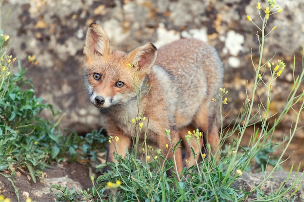 Una giovane volpe sembra fissarla. Vulpes vulpes.