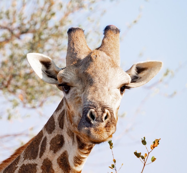 Una giraffa al Kruger National Park Sud Africa