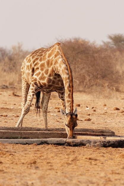 Una giraffa beve l'acqua in un abbeveratoio nel Parco Nazionale di Etosha. Namibia.