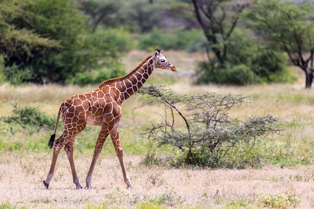 Una giraffa cammina attraverso la savana tra le piante