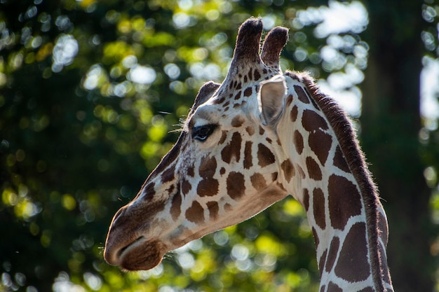 Una giraffa con un albero sullo sfondo