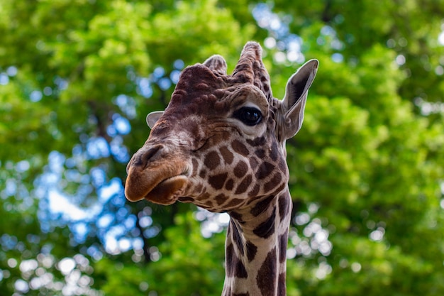 Una giraffa davanti ad alcuni alberi verdi.