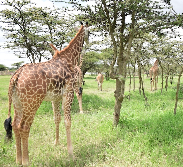 Una giraffa sta mangiando foglie da un albero in un campo.