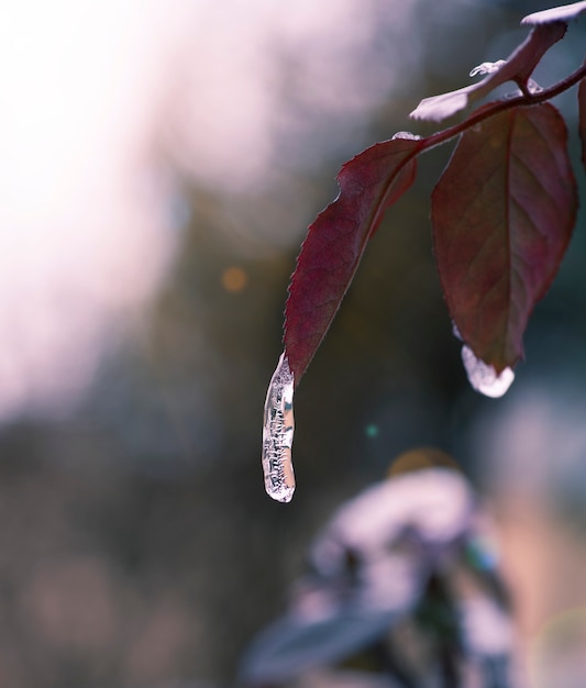 Una goccia d&#39;acqua ghiacciata su una foglia di una rosa