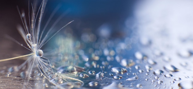 Una goccia d'acqua su un seme di dente di leone e di leone su uno sfondo floreale astratto blu