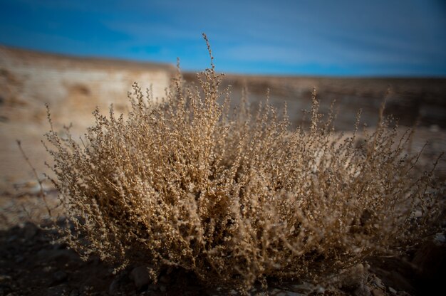 Una gola nel deserto di Israele in un periodo di siccità.