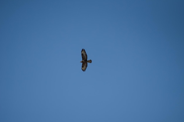 Una grande aquila nel cielo sopra l'Egitto