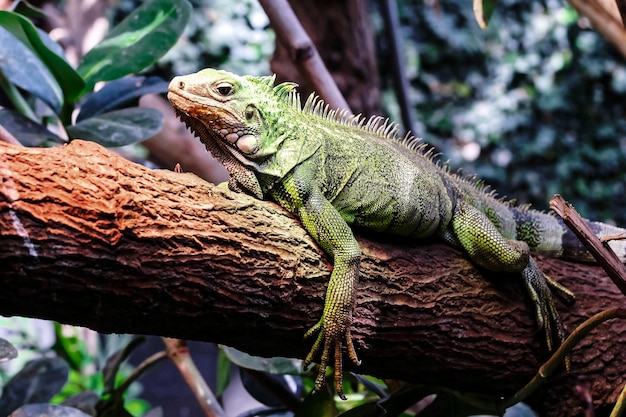 Una grande iguana verde sul ramo di un albero