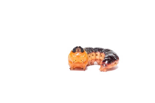 Una grande larva arancione di una falena di capra (Cossus cossus), isolata su uno sfondo bianco
