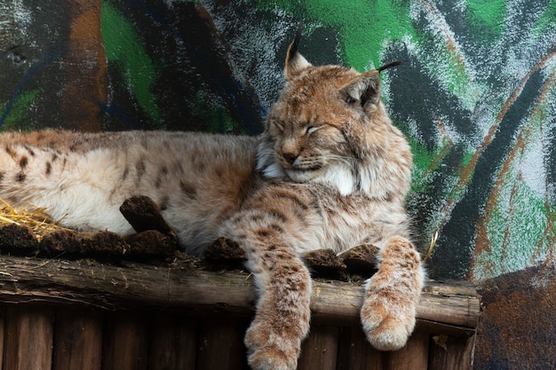 Una grande lince giace su una mensola di legno. La lince eurasiatica è un grande mammifero della famiglia dei gatti Animali nello zoo