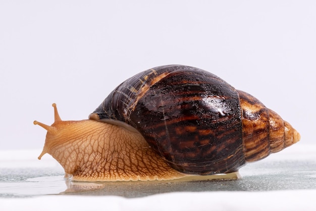 Una grande lumaca Achatina striscia sul vetro con gocce d'acqua Foto di alta qualità