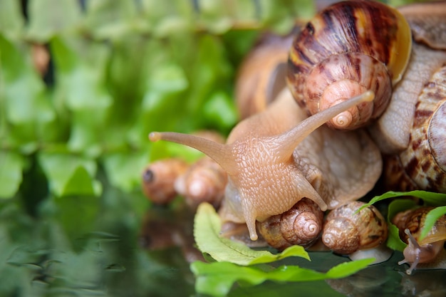 Una grande lumaca bianca con piccole lumaca striscia lungo i rami della pianta