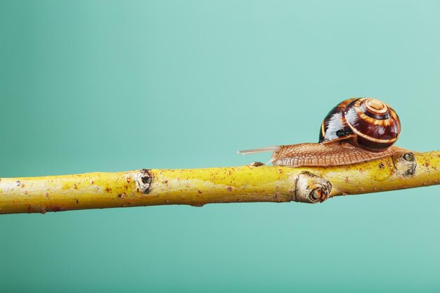 Una grande lumaca commestibile striscia lungo un albero