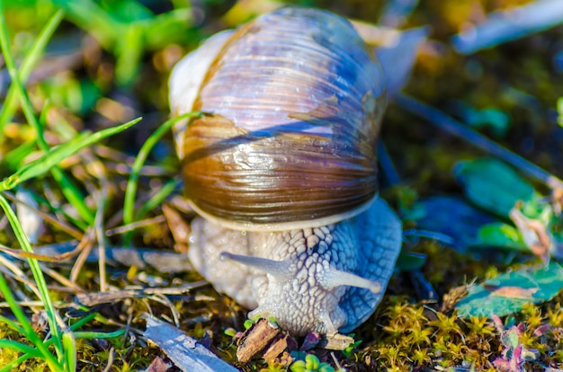 Una grande lumaca striscia lentamente lungo l'erba