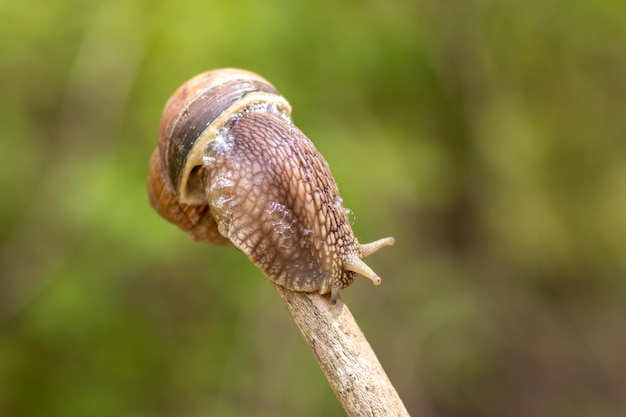 Una grande lumaca striscia su un bastone su uno sfondo sfocato