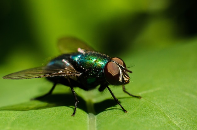 una grande mosca verde è seduta su una foglia