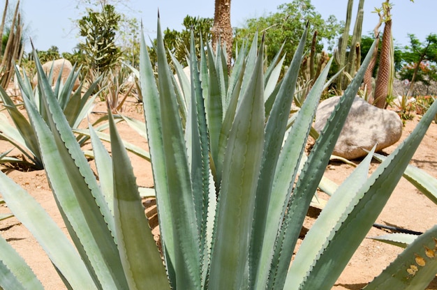 Una grande pianta verde fresca di aloe che cresce nel deserto con lunghe foglie succulente