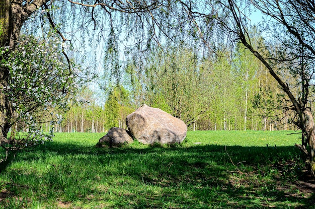 una grande pietra sullo sfondo di betulle e alberi in fiore