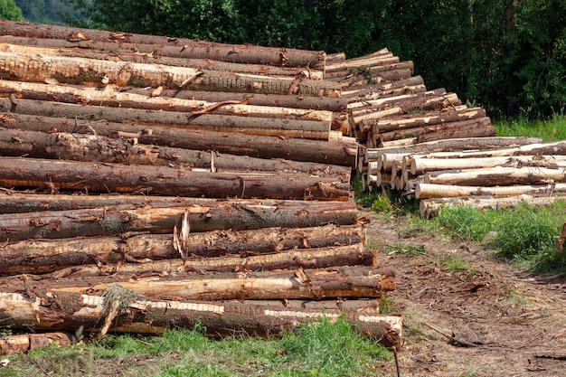 Una grande quantità di legno di pino durante il disboscamento