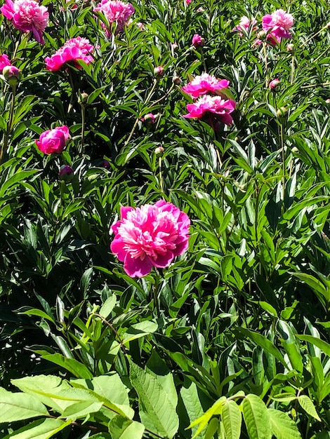 Una grande radura con peonie rosa nel parco