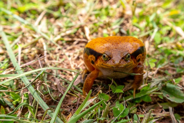 Una grande rana arancione è seduta sull'erba