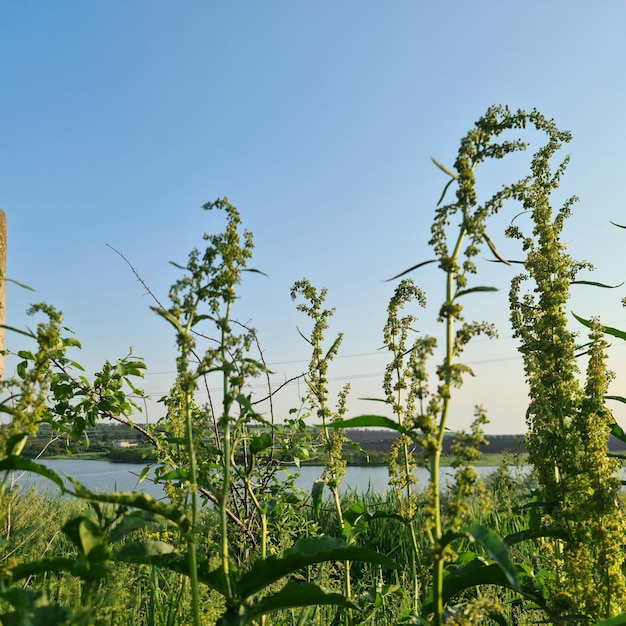 Una grande struttura in legno fa da sfondo a un campo con alte erbacce e fiori.