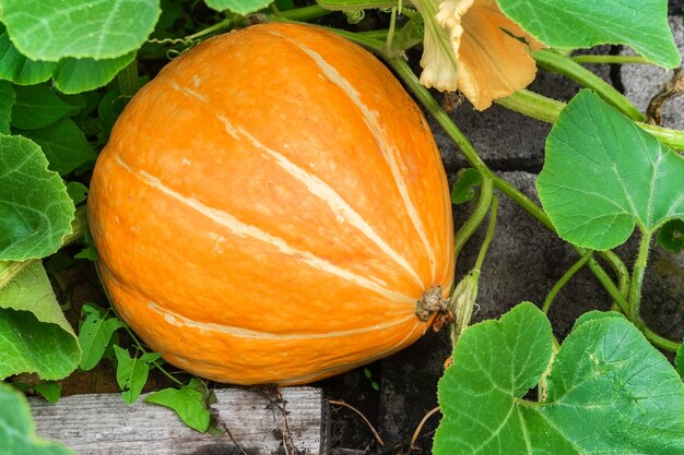 una grande zucca gialla matura giace in un letto da giardino