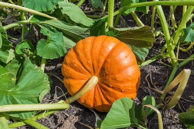 Una grande zucca in crescita sul letto del giardino Primo piano di verdure