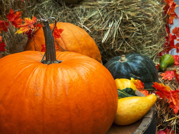 Una grande zucca in primo piano