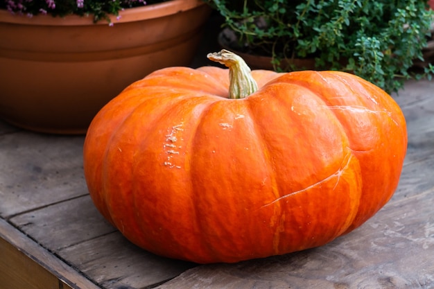 Una grande zucca rossa di Cenerentola